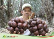 Rasanya Manis dan Berdaging Tebal, Salak Pondoh Anjasmoro Jombang Tiada Duanya