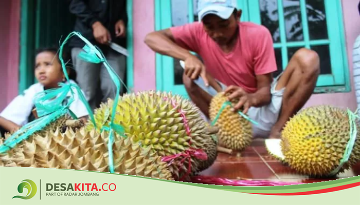 Durian Simas Wonosalam Jombang, Varietas Lokal Non Kolestrol Aman Untuk Kesehatan