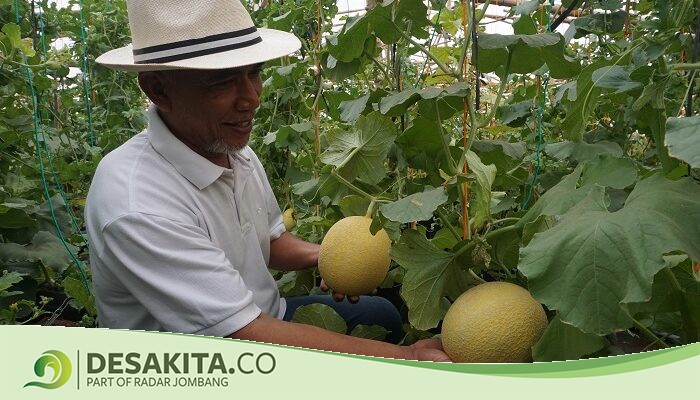 Desa Japanan, Jombang Kembangkan Sektor Pertanian Melalui Wisata Edukasi Petik Melon