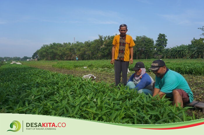 Punya Potensi Pertanian Melimpah, Desa Sidokaton Jombang Wujudkan Agrowisata Petik Sayuran