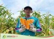 Akibat Cuaca Ekstrem, Panen Jagung di Desa Sukorejo Jombang Merosot