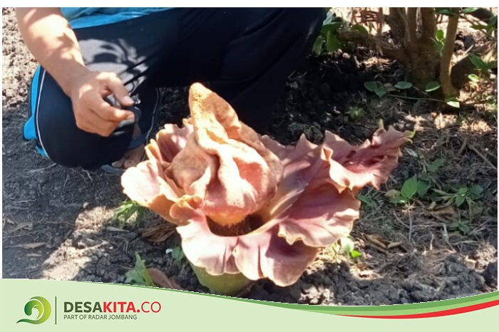 Warga Desa Pagertanjung Jombang Heboh, Ada Bunga Berbau Menyengat Mirip Bunga Bangkai di Sawah