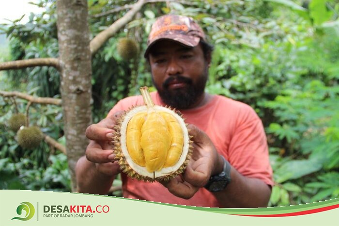 Pulen Banget! Durian Sunrise asli Wonosalam Jombang, Si Mungil Berdaging Tebal