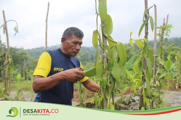 Harga Jual Menggiurkan, Petani di Lereng Gunung Anjasmoro Wonosalam Jombang Mulai Tertarik Budi Daya Vanili