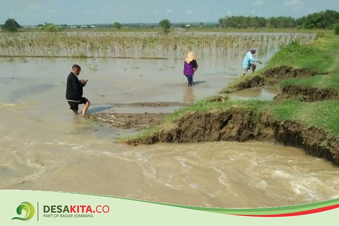 Ratusan Hektare Sawah di Desa Ini Terendam Air Gegara Tanggul Kali Marmoyo Jebol