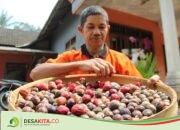 Harga Jual Mahal, Petani di Lereng Anjasmoro Wonosalam Jombang Lirik Budi Daya Buah Pala