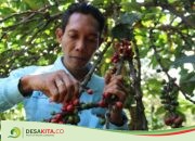 Lahan Subur, Potensi Panen Kopi Robusta di Desa Panglungan Jombang Capai 50 Ton Per Tahun