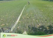 Siasati Sawah Tak Mengering di Musim Hujan, Petani Desa Banjarsari Jombang Gunakan Mesin Pompa