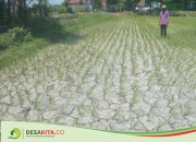 Sawah Mengering, Petani di Desa Banjarsari, Bandarkedungmulyo Jombang Resah Tanaman Padi Mati