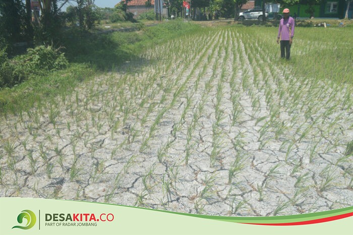 Sawah Mengering, Petani di Desa Banjarsari, Bandarkedungmulyo Jombang Resah Tanaman Padi Mati