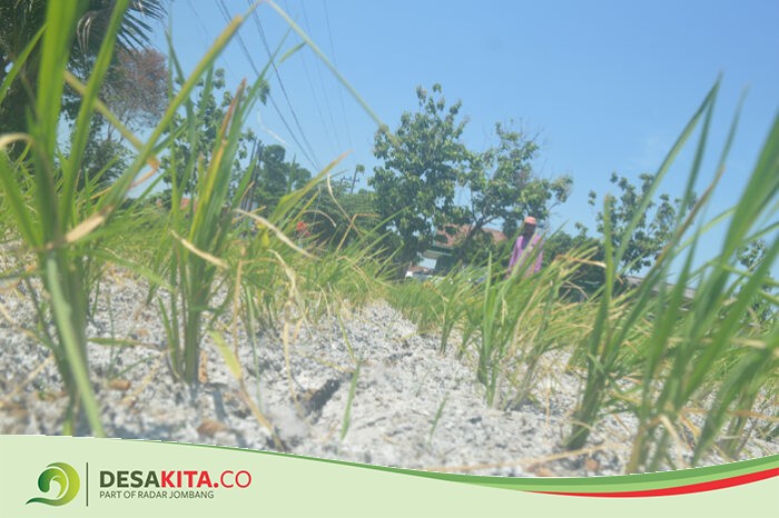Dampak Proyek SI Mrican Kanan Belum Rampung, Petani di Desa Banjarsari, Bandarkedungmulyo Jombang Kesulitan Irigasi