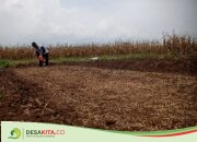 Dampak El Nino, Petani di Desa Betek Jombang Baru Mulai Tanam Padi
