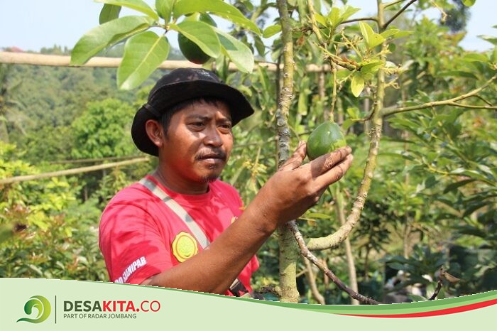 Menengok Pembibitan Alpukat di Desa Wonosalam Jombang: Perawatan Mudah, Dikirim Hingga Luar Jawa