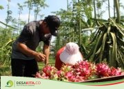 Manfaatkan Pekarangan Rumah, Warga Desa Keras, Jombang Ini Sukses Budi Daya Buah Naga