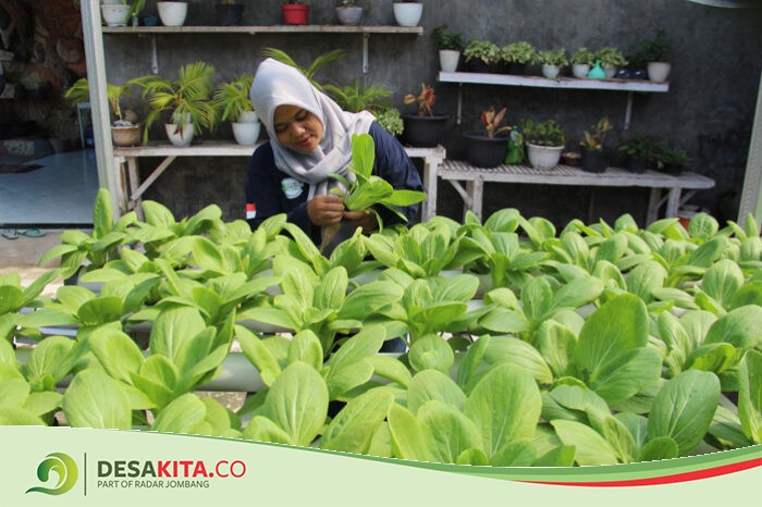 Manfaatkan Pekarangan Rumah, Warga Desa Plosokerep Sumobito Jombang Sukses Budi Daya Sawi Hidroponik