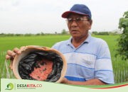 Petani di Desa Betek, Mojoagung Jombang Menjerit Kekurangan Pupuk Subsidi, Dinas Pertanian: Alokasi dari Pusat Turun