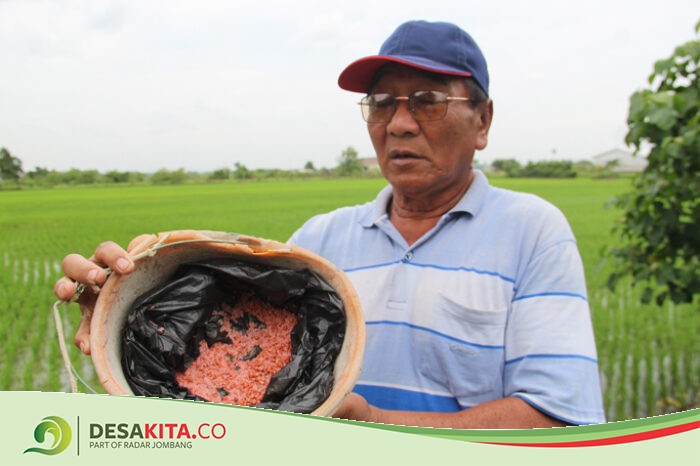 Petani di Desa Betek, Mojoagung Jombang Menjerit Kekurangan Pupuk Subsidi, Dinas Pertanian: Alokasi dari Pusat Turun