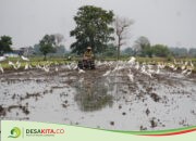 Unik! Ratusan Bangau di Desa Mlaras, Sumobito Jombang Berkerumun Dekati Petani Bajak Sawah