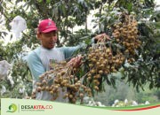 Buahnya Besar dan Manis! Petani Desa Caranwulung, Wonosalam Jombang Sukses Budi Dayakan Kelengkeng Kateki Asal Magelang