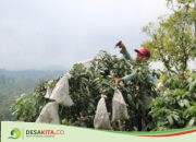 Lindungi Seragan Hama, Petani Kelengkeng Kateki di Wonosalam Jombang Brongsong Buah Pakai Kain Khusus