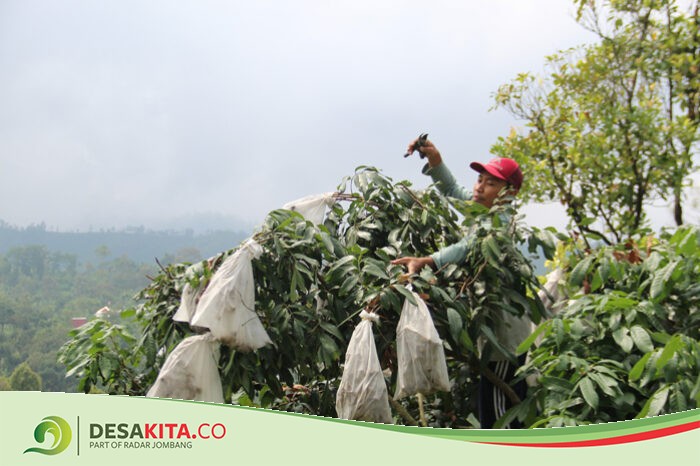 Lindungi Seragan Hama, Petani Kelengkeng Kateki di Wonosalam Jombang Brongsong Buah Pakai Kain Khusus