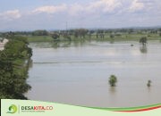 180 Hektare Lahan Pertanian di Kesamben dan Peterongan Terendam, Dampak Meluapnya Afvour Kedungbajul dan Watudakon