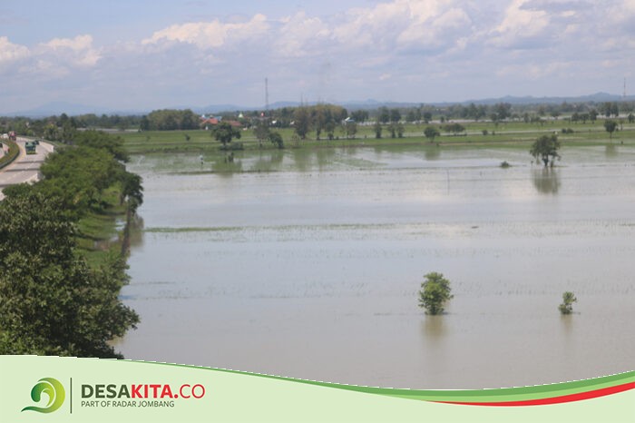 180 Hektare Lahan Pertanian di Kesamben dan Peterongan Terendam, Dampak Meluapnya Afvour Kedungbajul dan Watudakon