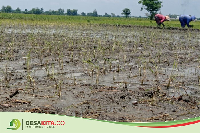 Gegara Sawah Terendam Banjir, Petani di Tiga Kecamatan Merugi Besar, Disperta Jombang Carikan Solusi
