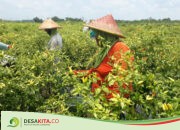 Harga Cabai Melambung, Petani di Desa Tanjung Gunung Peterongan Jombang Sumringah