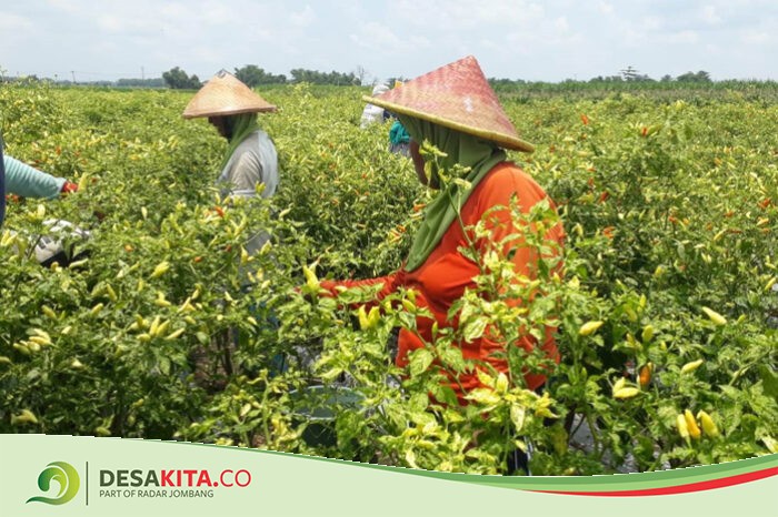 Harga Cabai Melambung, Petani di Desa Tanjung Gunung Peterongan Jombang Sumringah
