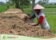 Harga Turun, Petani Brambang di Desa Tinggar Bandarkedungmulyo Jombang Lesu