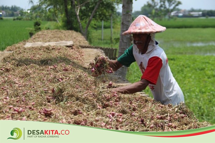 Harga Turun, Petani Brambang di Desa Tinggar Bandarkedungmulyo Jombang Lesu