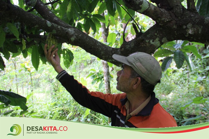 Miliki Harga Jual Tinggi, Petani di Desa Jarak Kecamatan Wonosalam Banyak Bertanam Kakao