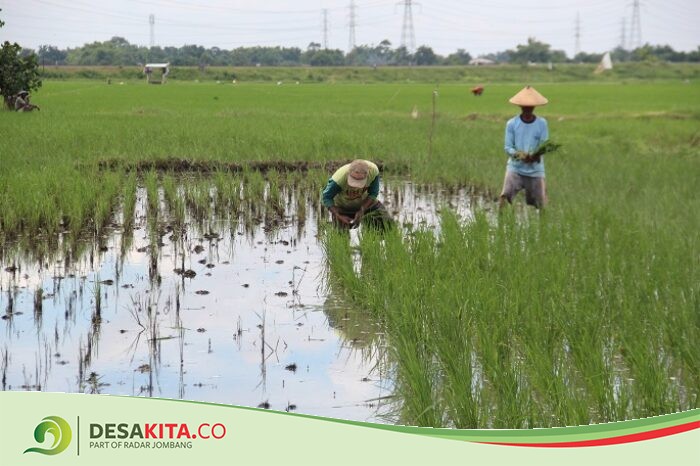 Petani di Desa Perak Jombang Galau, Tanaman Berusia Sebulan Mati Terendam Banjir