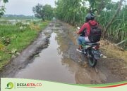Jalan Poros Desa di Desa Kedungombo, Ploso Jombang Rusak Berat, Dihiasi Lubang Menganga