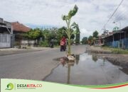 Jalan Rusak di Desa Bulurejo, Diwek Jombang Muncul Tanaman Pisang, Sengaja Dipasang Warga Agar Pengendara Hati-Hati