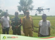 Totalitas! Pemdes Dukuhklopo Peterongan Jombang Bantu Petani Atasi Hama Wereng dengan Drone, Dinilai Efisien dan Efektif