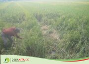 Petani di Desa Pandanwangi, Diwek Jombang Gusar, Serangan Hama Wereng Bikin Petani Panen Lebih Awal