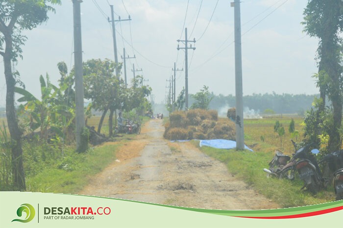 Penentuan HPP Gabah Kering Versi Pemerintah Belum Berlaku, Petani di Desa Pagertanjung Jombang Sambat Harga Gabah Turun