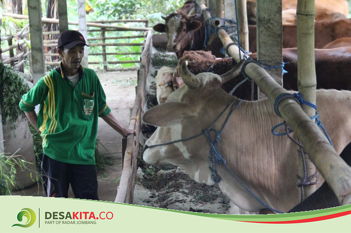 Peternak Sapi Potong di Desa Wonosalam Jombang Ketiban Berkah, Permintaan Naik Jelang Idul Adha