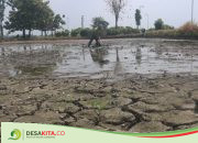 Petani di Utara Brantas Jombang Was-Was Tak Tercukupi Irigasi Dampak Dam Jatimlerek Jebol, Begini Tanggapan Dewan