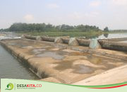 Dampak Pintu Dam Karet di Desa Jatimlerek Jombang Rusak, 150 Hektare Sawah Terancam Nganggur