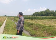 Bangunkan Akses Menuju Embung, Cara Pemdes Mundusewu Bareng Jombang Tingkatkan Infrastruktur Pertanian