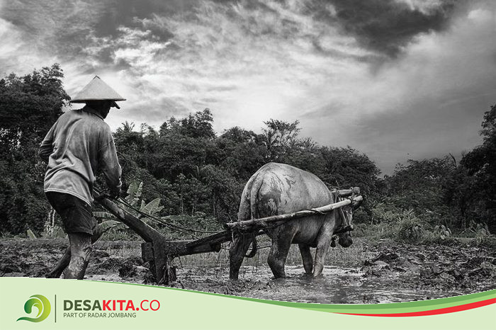 Asal-usul Desa Podoroto Kecamatan Kesamben Jombang: Berdiri Tahun 1900-an, Dulunya Bernama Desa Garu