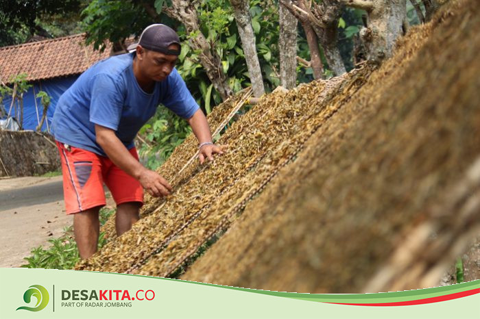 Warga Desa Wonomerto Jombang Kreatif Olah Daun Talas Beneng Jadi Alternatif Pengganti Tembakau, Begini Prosesnya