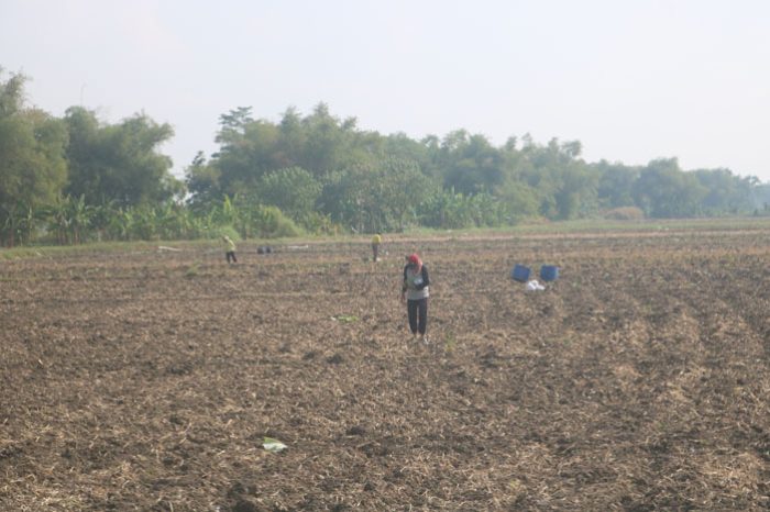 Beralih Tanam Padi, Petani Tembakau di Utara Brantas Jombang Bongkar Tanaman