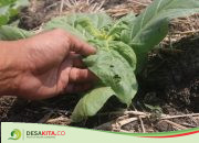 Cuaca Tak Menentu, Petani Tembakau di Utara Brantas Jombang Dihantui Virus Kutu Kebul