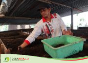 Manfaatkan Pekarangan Rumah, Warga Desa Gedangan Jombang Ini Panen Cuan Tiap Bulan dari Budi Daya Cacing Tanah