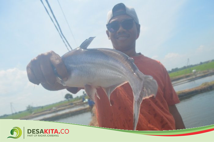 Cerita Warga Desa Tengaran Jombang Budi Daya Ikan Patin: Awalnya Coba-coba, Kini Pemasaran Tembus Pasar Modern