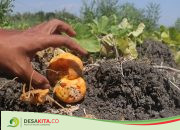 Ratusan Hektare Tanaman Blewah di Kecamatan Plandaan Jombang Gagal Panen, Petani: Harga Jual Juga Turun